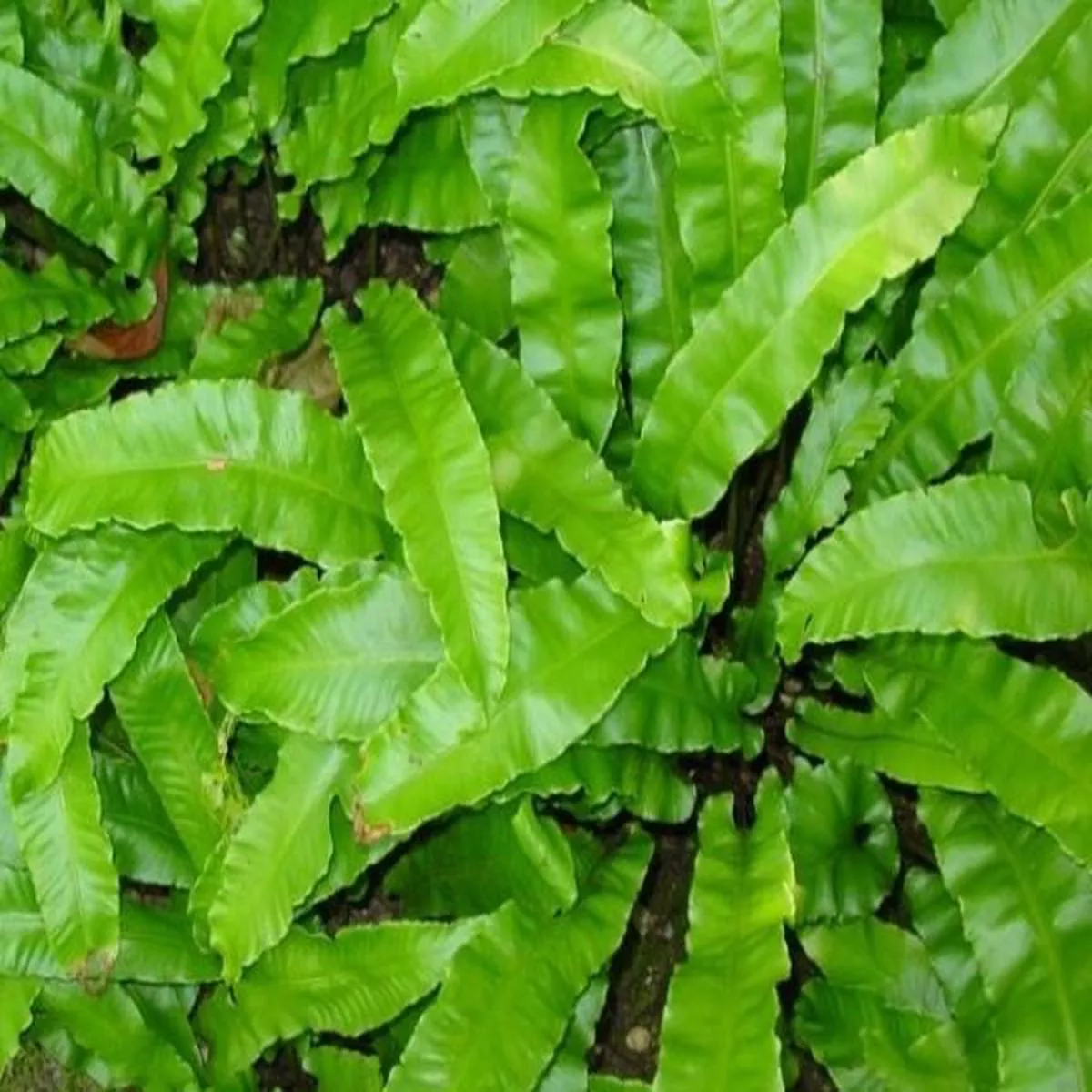 Asplenium scolopendrium (Harts Tongue Fern)