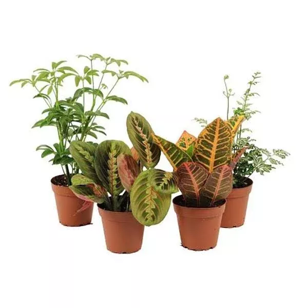 Assorted Foliage