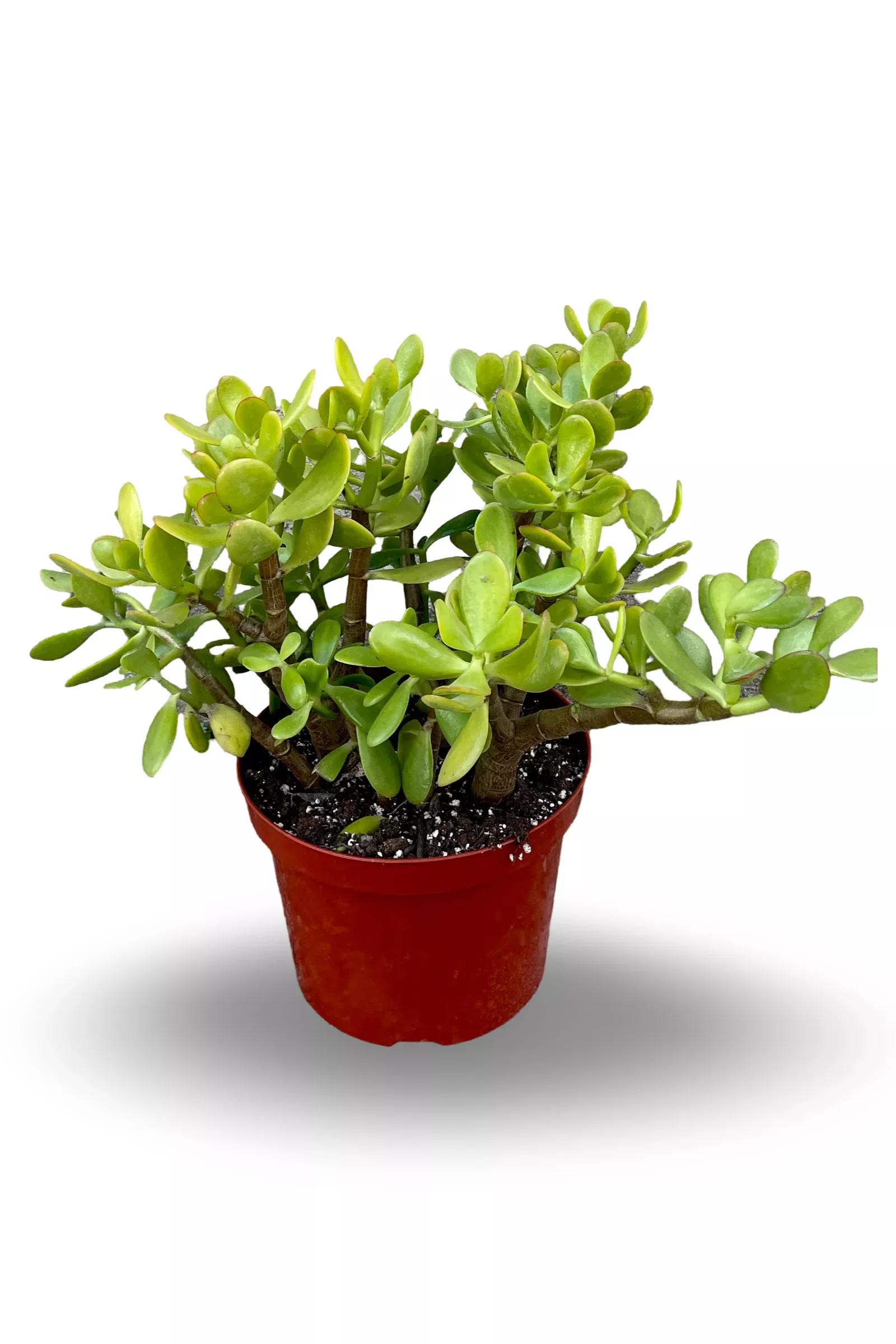 Assorted Jade regular