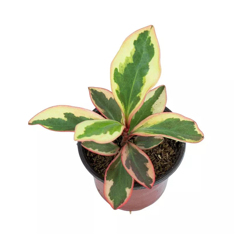 ASSORTED PEPEROMIA