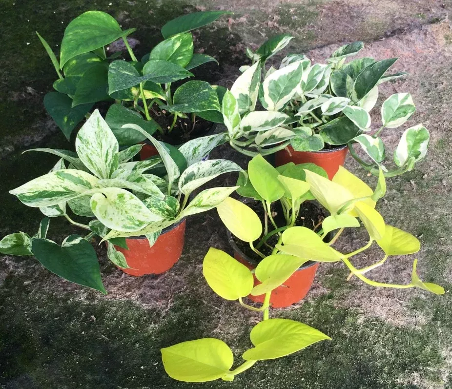 Assorted Pothos