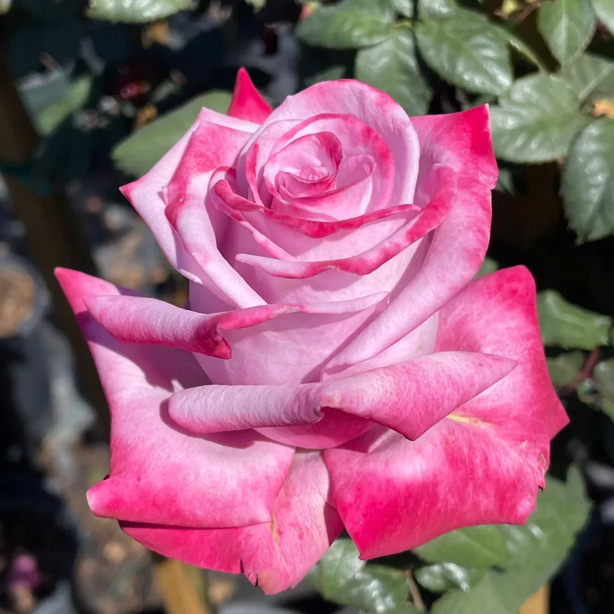 Assorted Roses