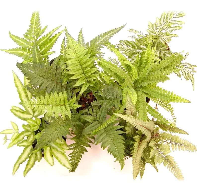 Assorted Table Ferns