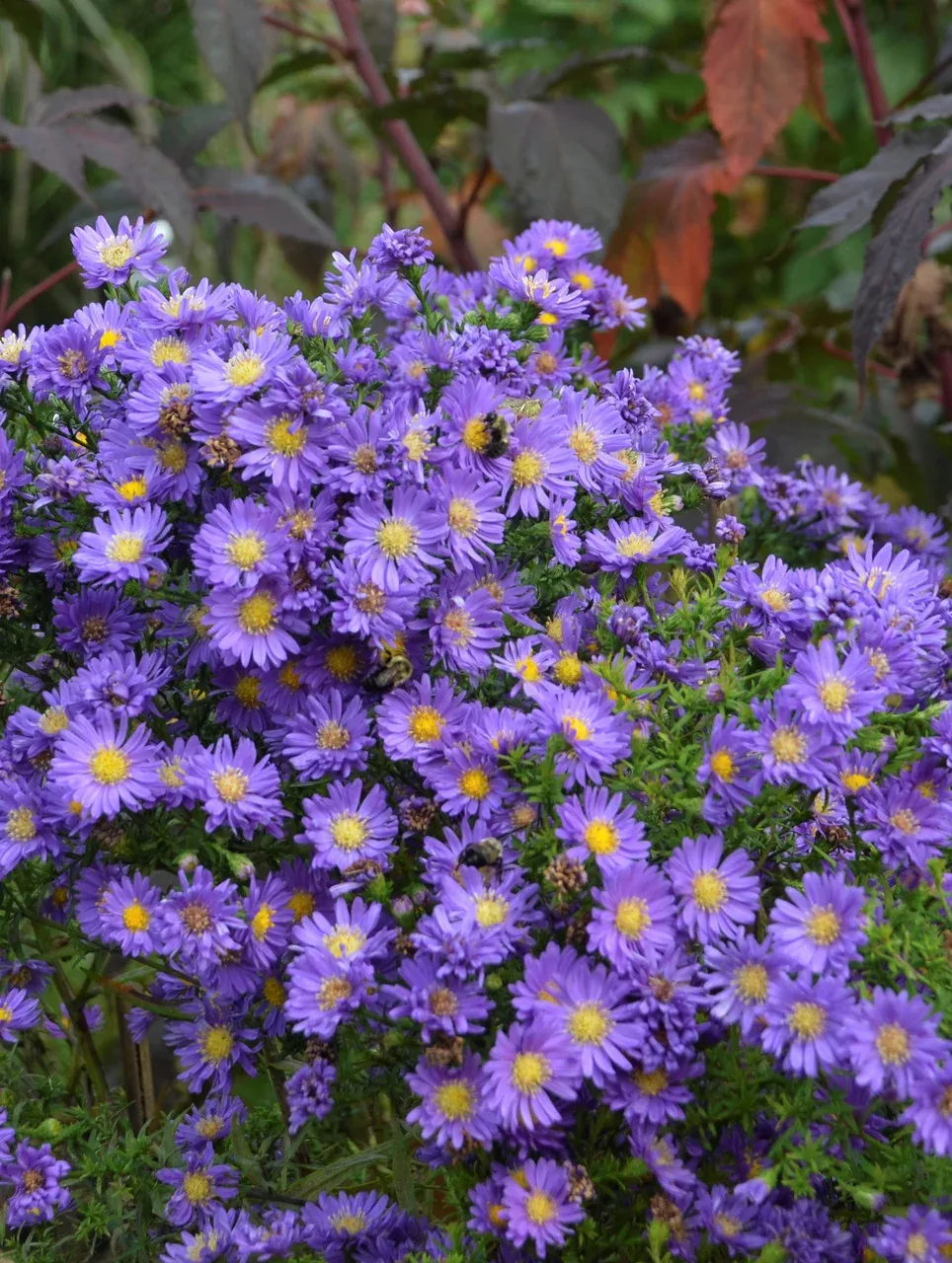 Aster Kickin 'Lilac Blue'