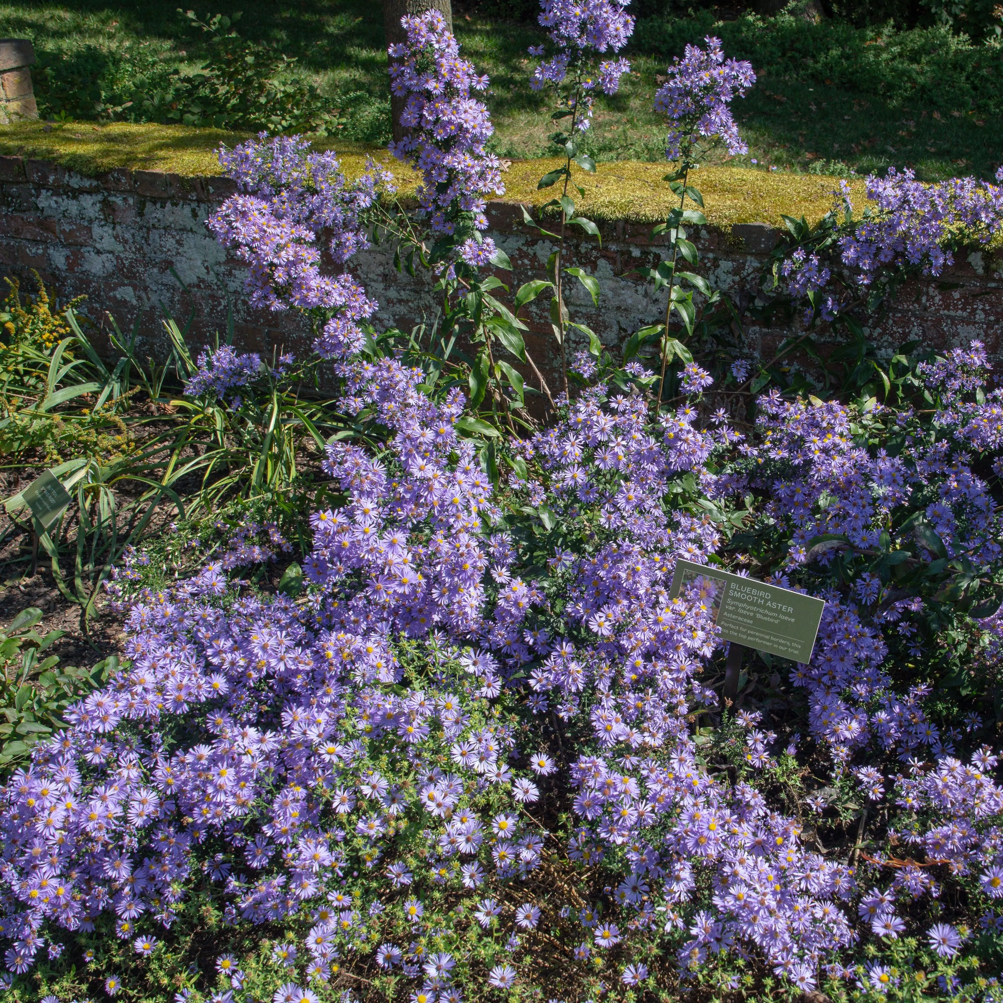 Aster laevis 'Bluebird'- Bluebird Smooth Aster