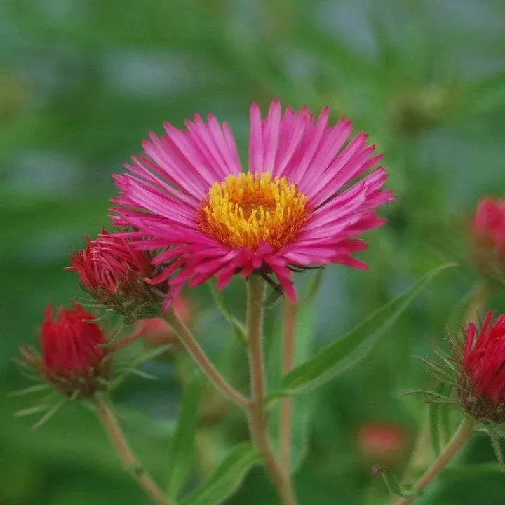 Aster novae-angliae 'Alma Potchke'- Alma Potchke New England Aster