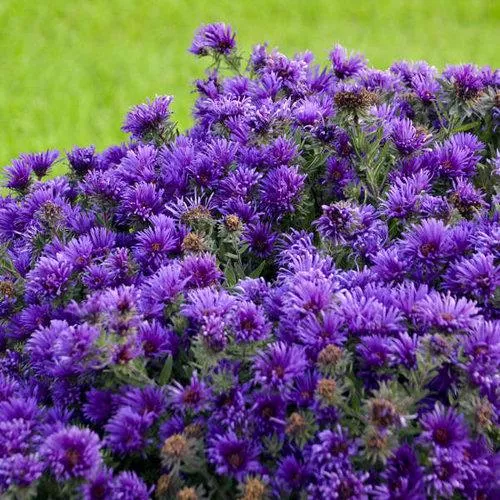 Aster novae-angliae 'Grape Crush'- Grape Crush New England Aster