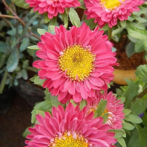 Aster novae-angliae 'Kickin Carmine Red' - ter novae-angliae 'Kickin Carmine Red'~ Kickin Carmine Red New England Aster