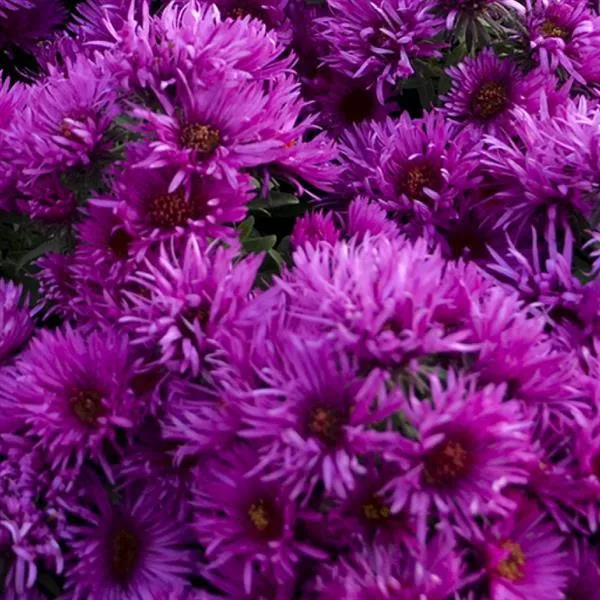 Aster novae-angliae 'Pink Crush'- Pink Crush Aster