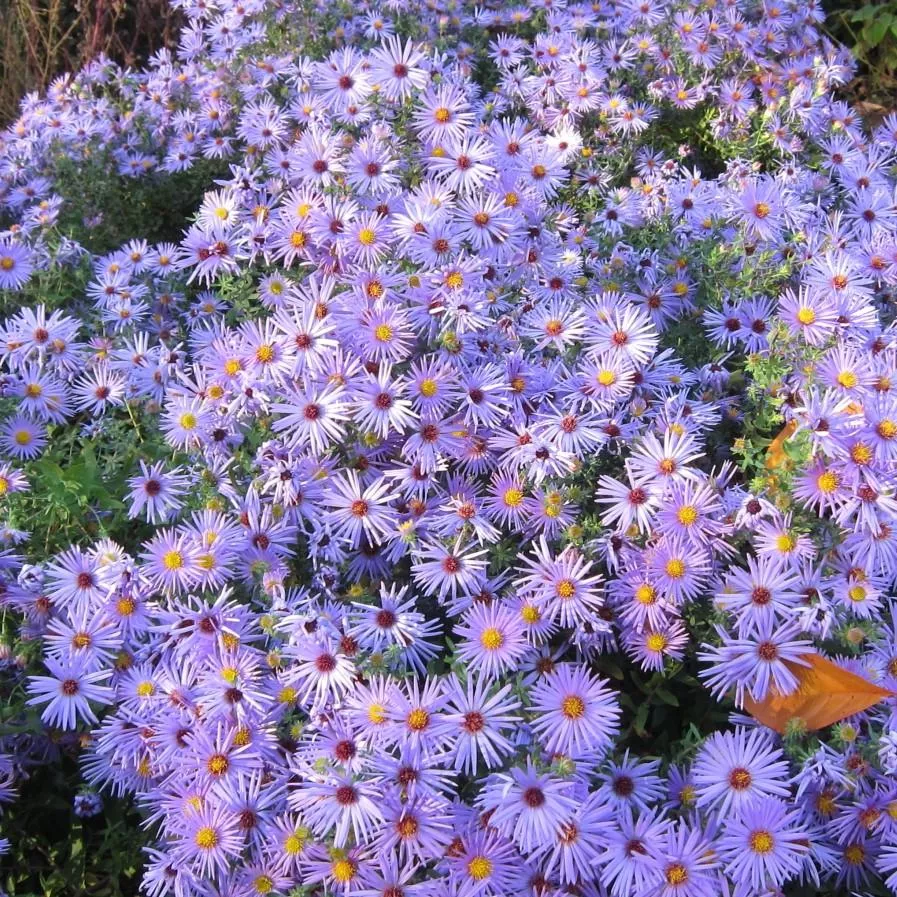 Aster oblongifolius 'Raydon's Favorite'- Raydon's Favorite Aromatic Aster