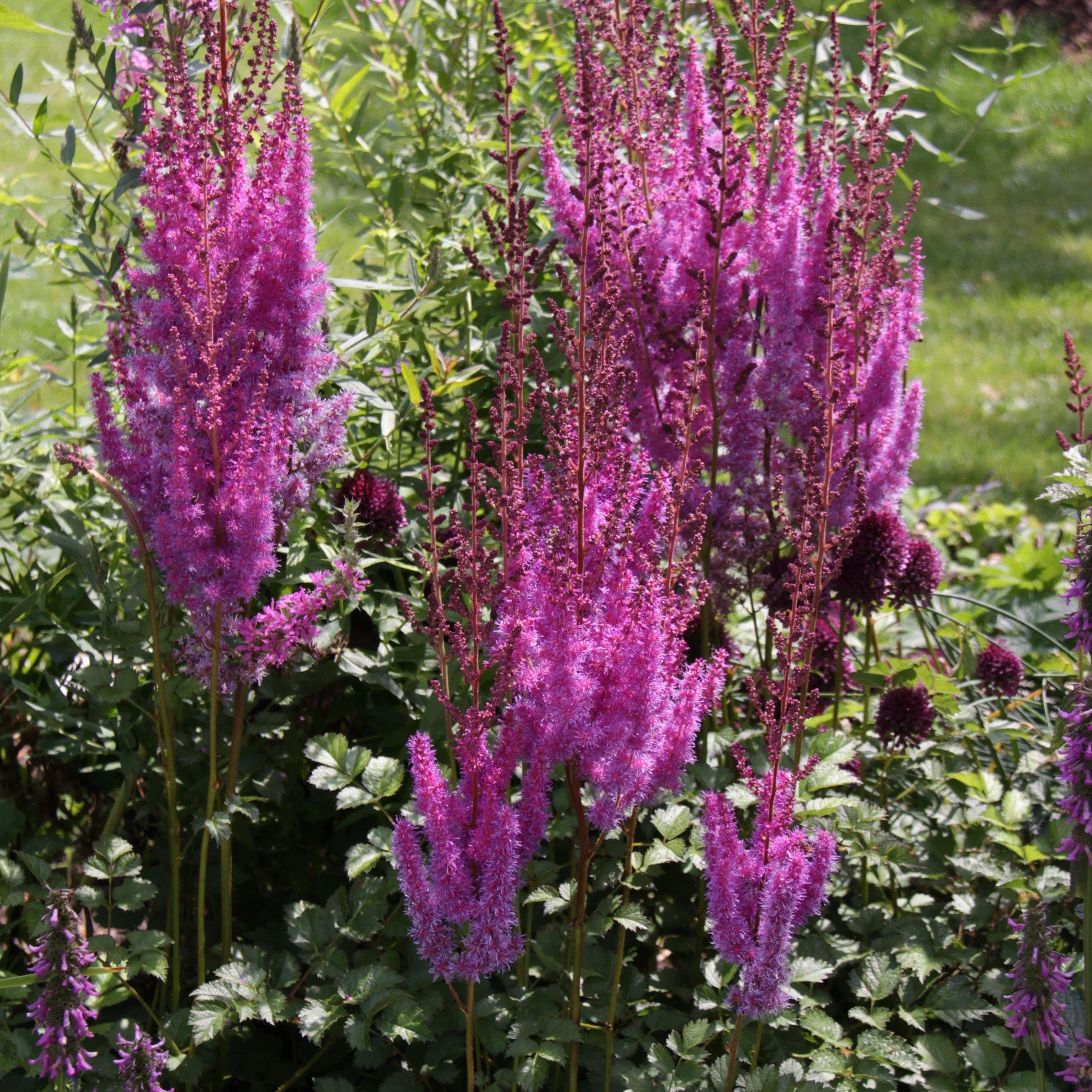 Astilbe chinensis 'Purpurkerze'- Purple Candles Chinese Astilbe