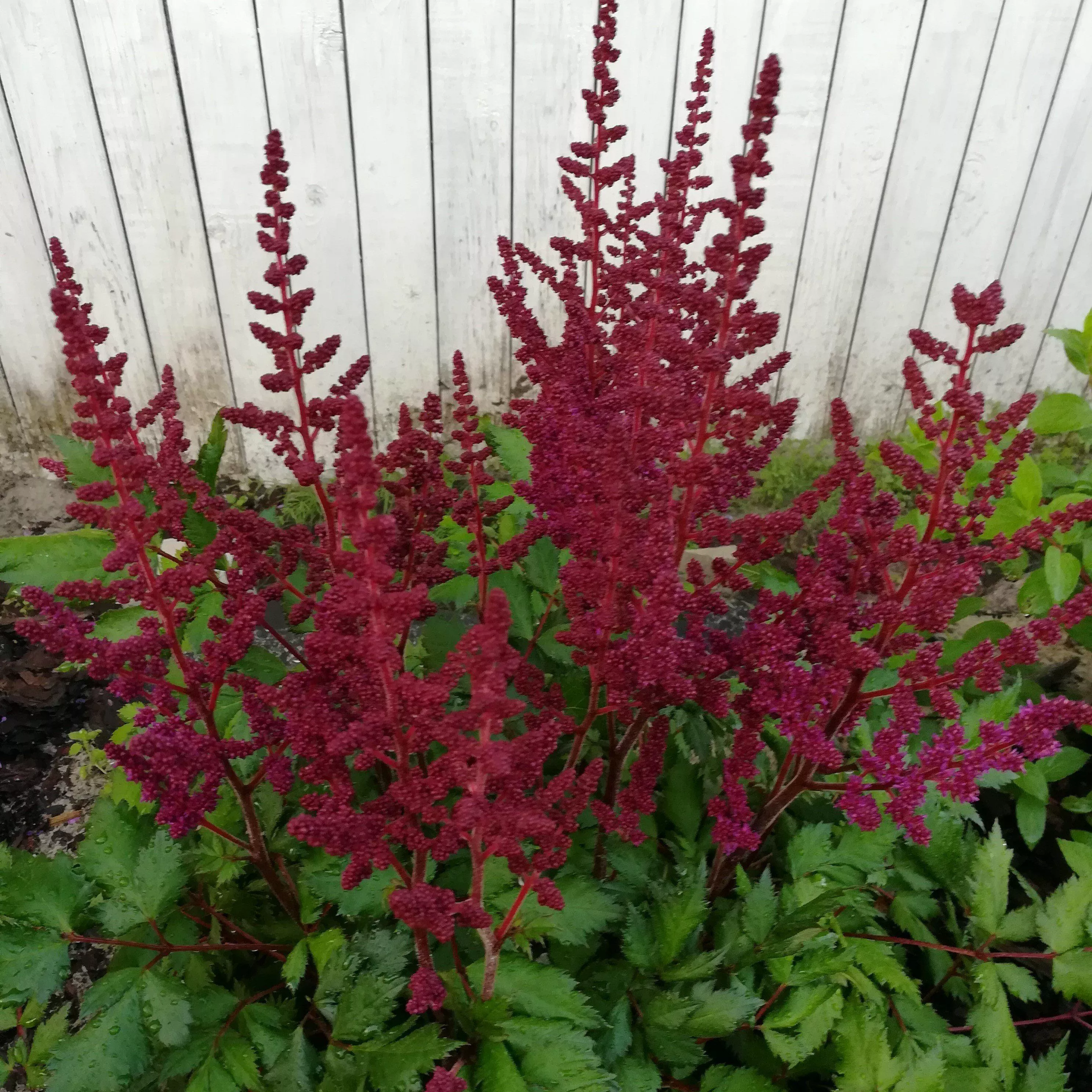 Astilbe chinensis 'Vision in Red'- Vision in Red Chinese Astilbe