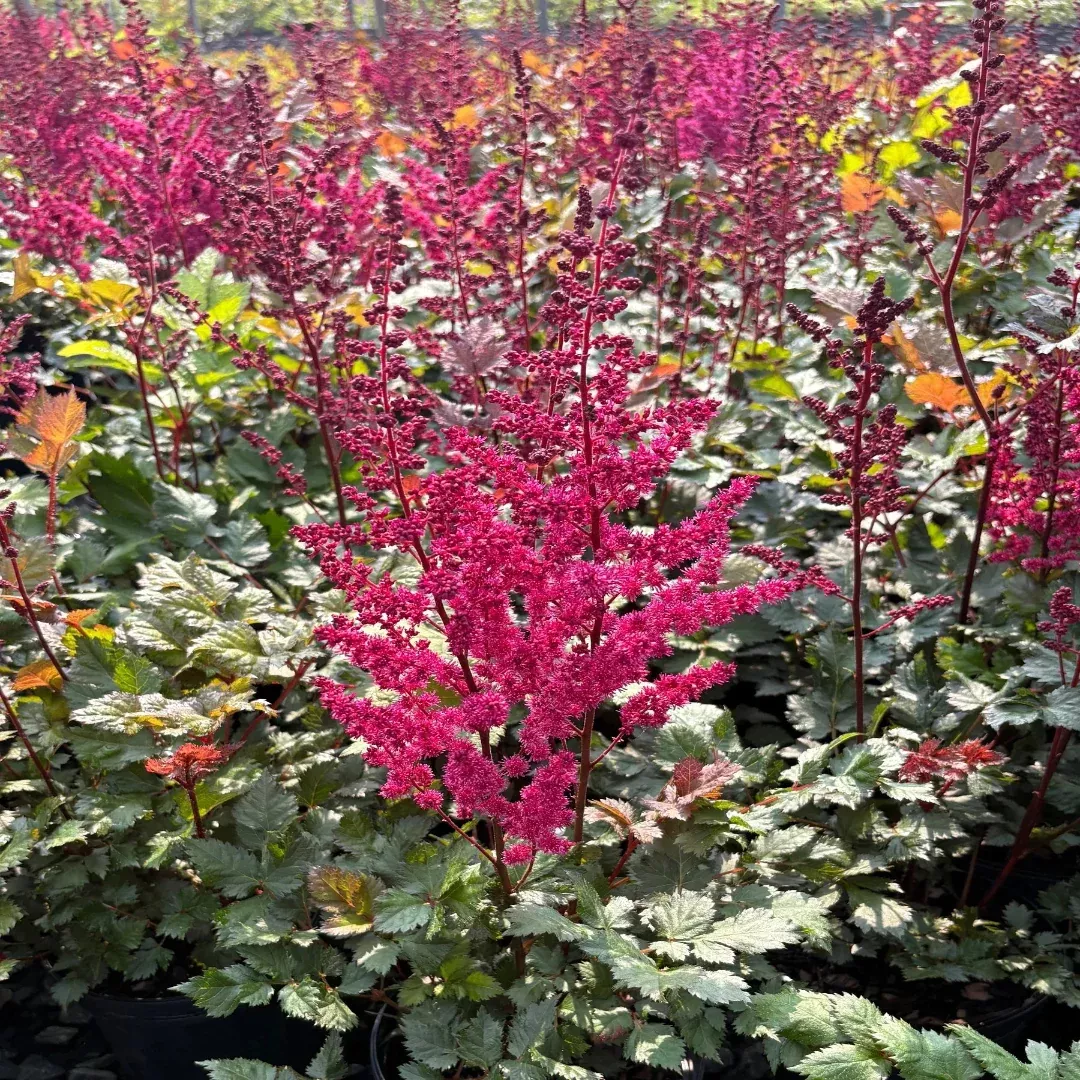 Astilbe chinensis 'Visions in Red'