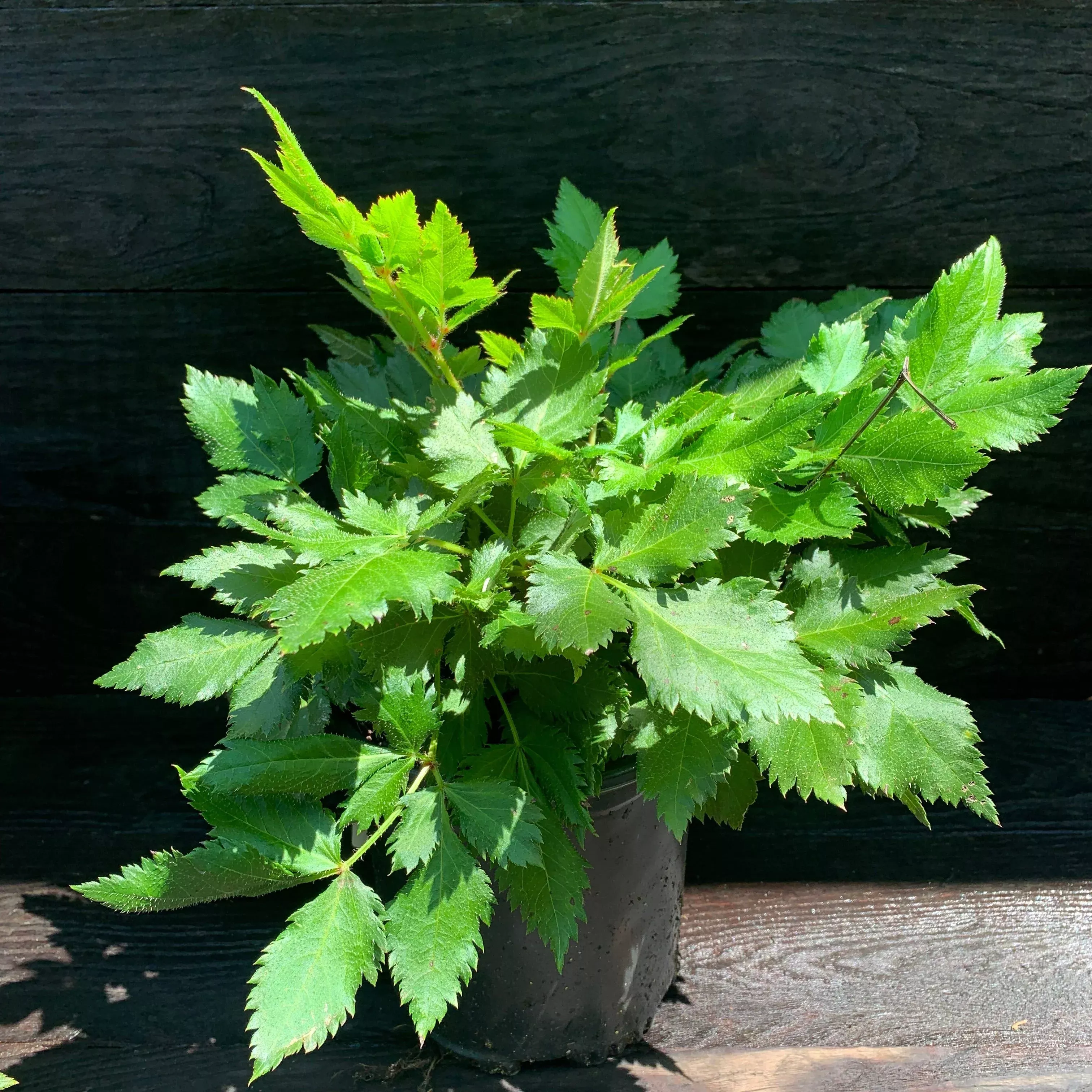 Astilbe chinensis 'Visions'- Visions Chinese Astilbe, False Goat's Beard