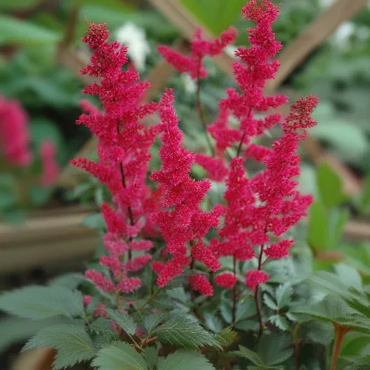 Astilbe False Spirea Fanal - 8" Potted Perennial