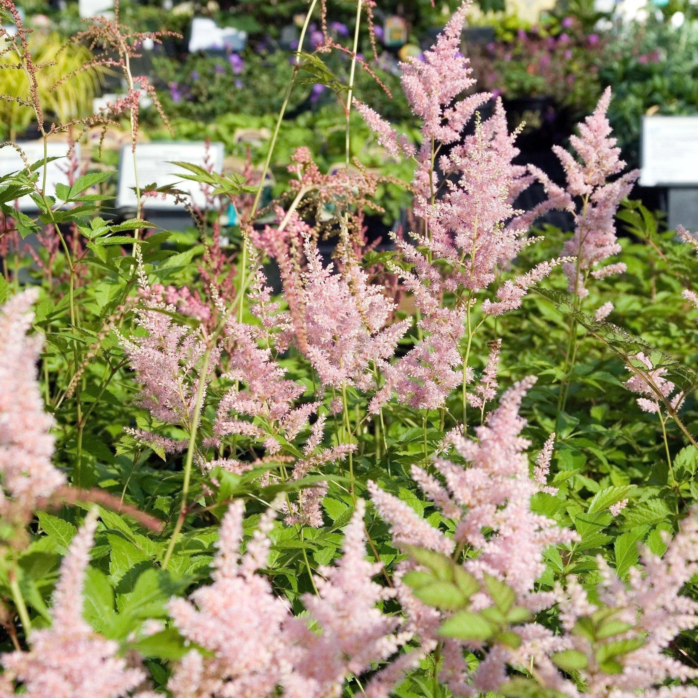 Astilbe japonica 'Peach Blossom'- Peach Blossom Japanese Astilbe