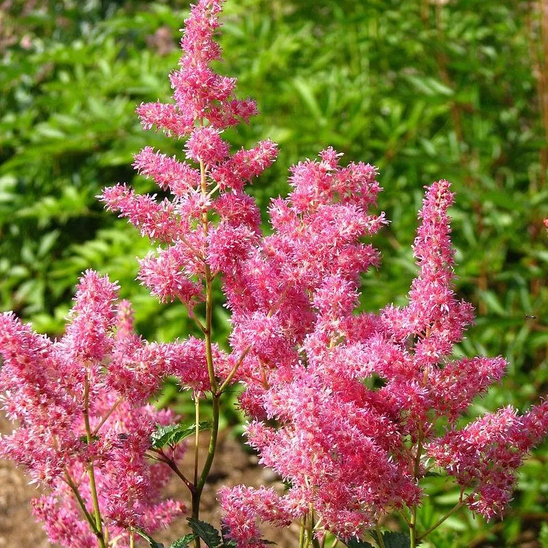 Astilbe japonica 'Rheinland'- Rheinland Japanese Astilbe