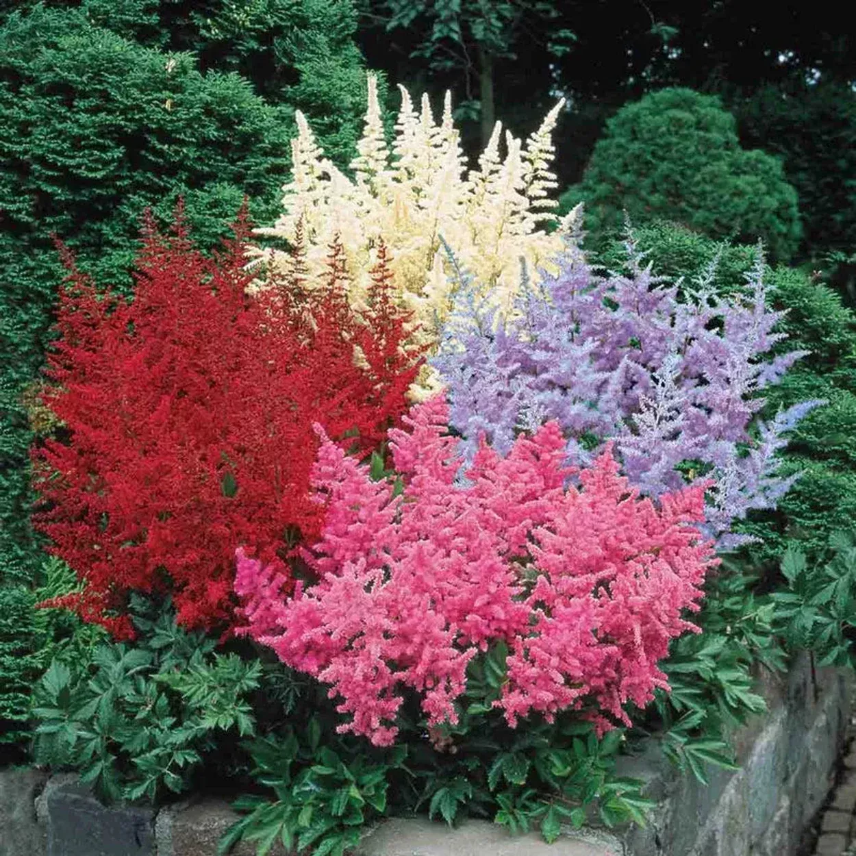 Astilbe Mixture Super Sak