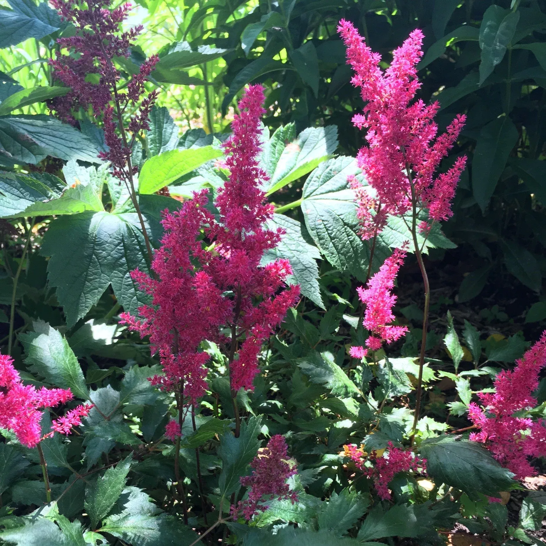 Astilbe 'Versred'- Younique™ Ruby Red Astilbe