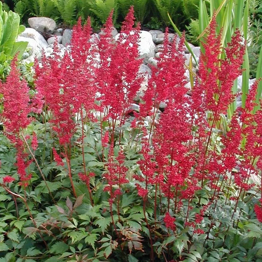 Astilbe x arendsii 'Fanal'- Fanal Astilbe