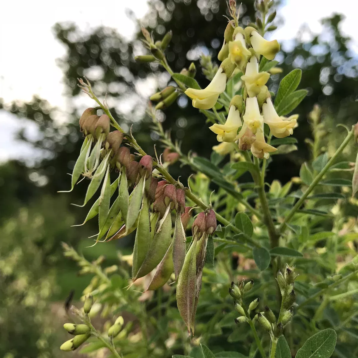 Astragalus aka Huang Qi (Astragulus membranaceus)