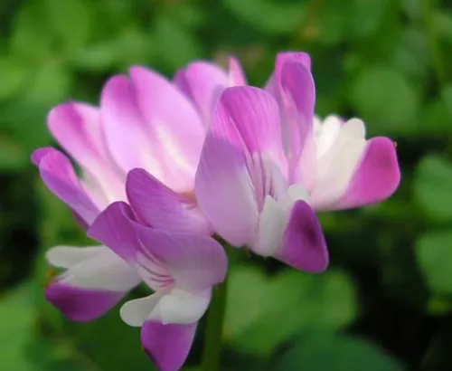 Astragalus sinicus seeds