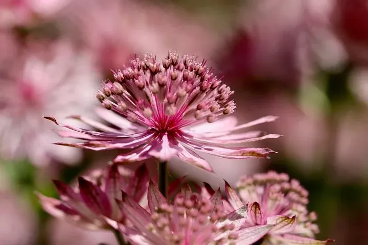 Astrantia Major Rose Symphony Seeds, Masterwort, Hattie’s Pincushion AS0320