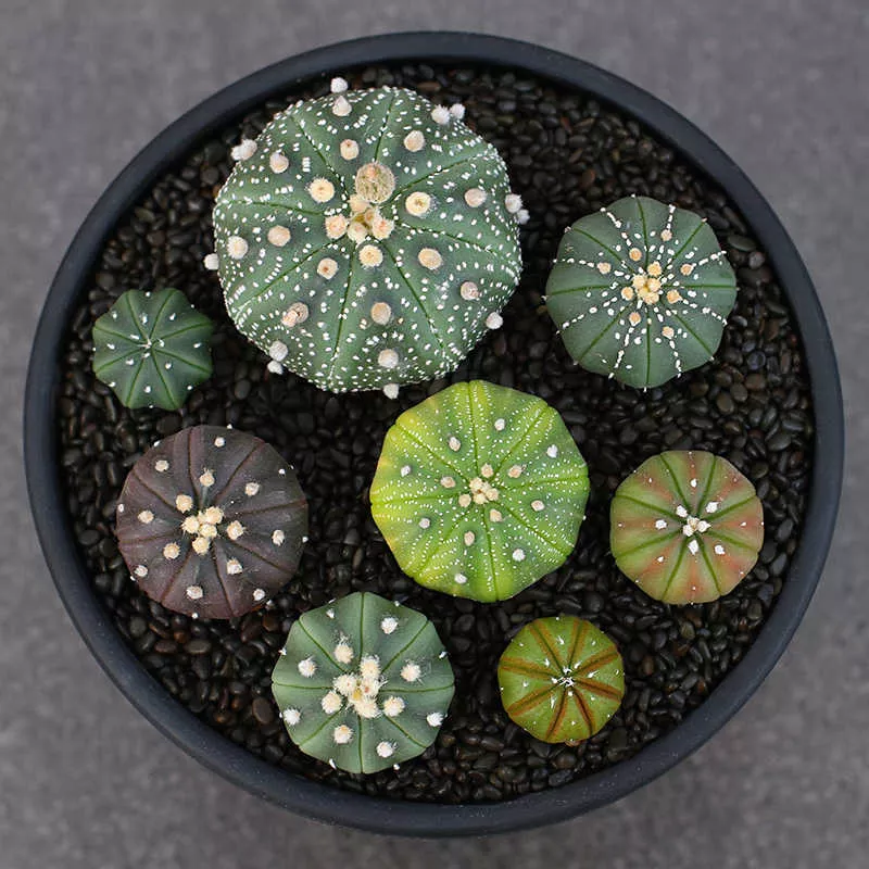 Astrophytum Asterias Assorted Colors