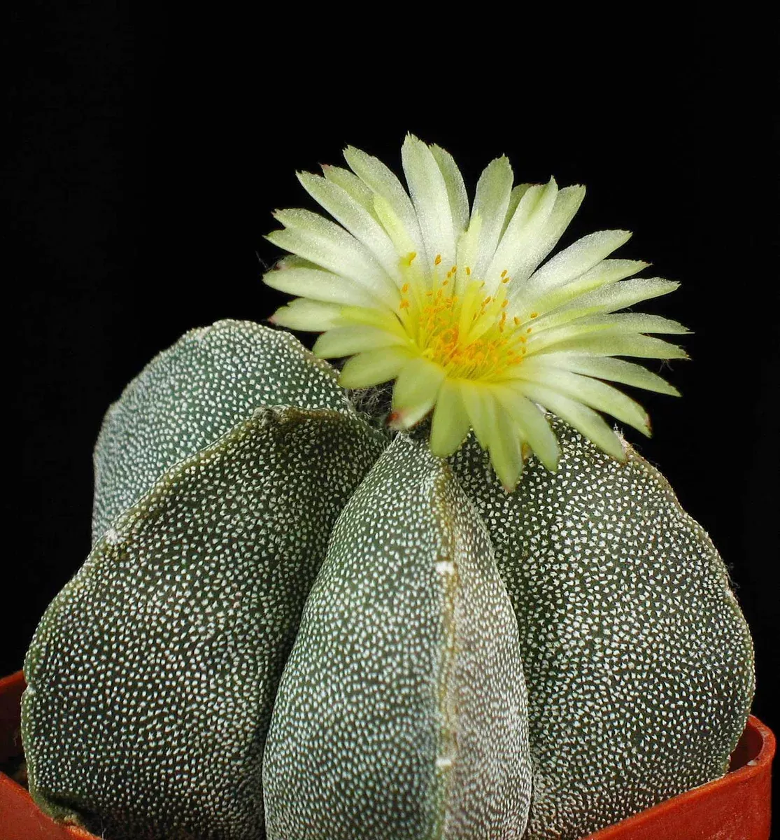 Astrophytum myriostigma 25 Seeds - Bishop's Cap Cactus