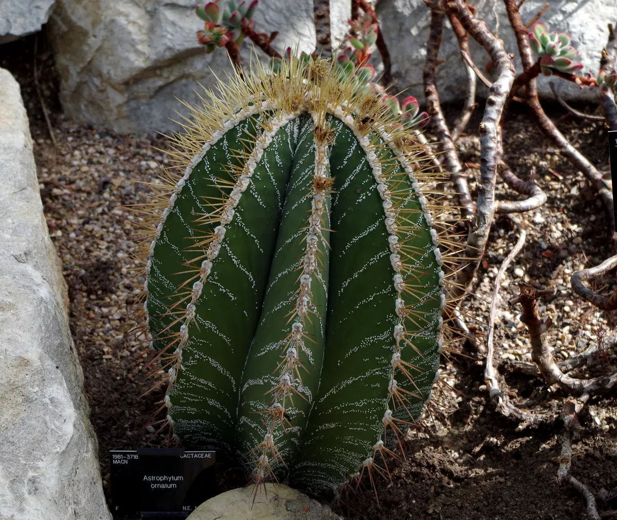 Astrophytum ornatum Seeds