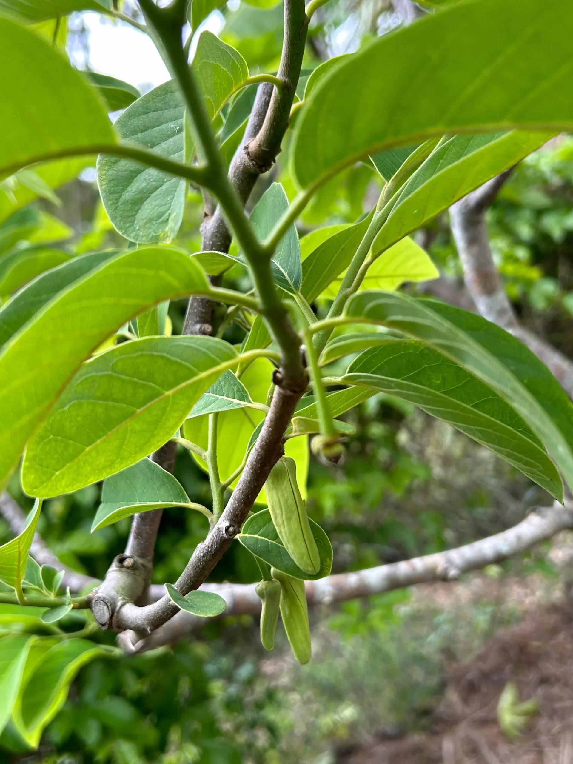 Atemoya Tree 'Page'
