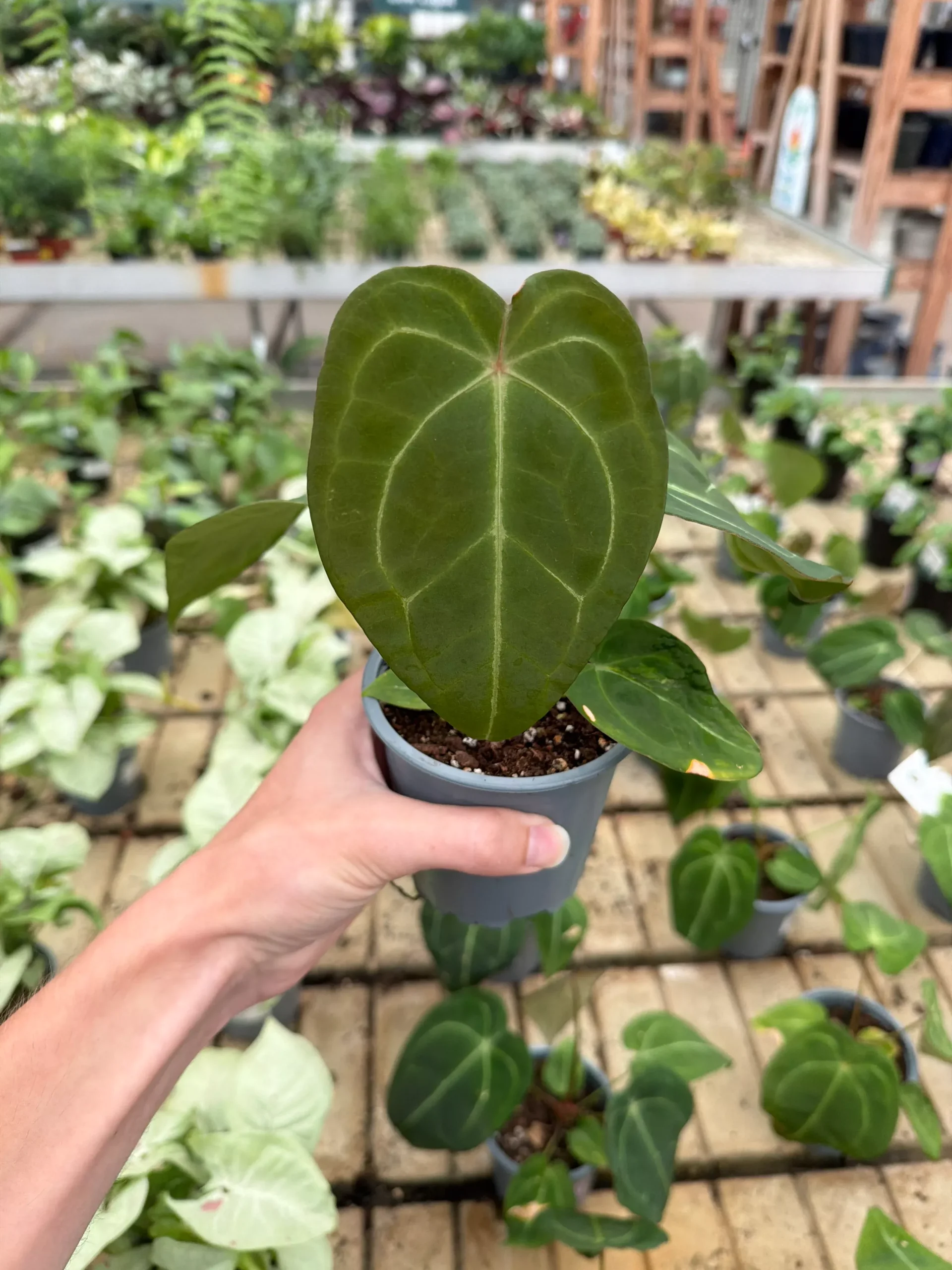 Athurium Forgetii - 4” Potted Houseplant