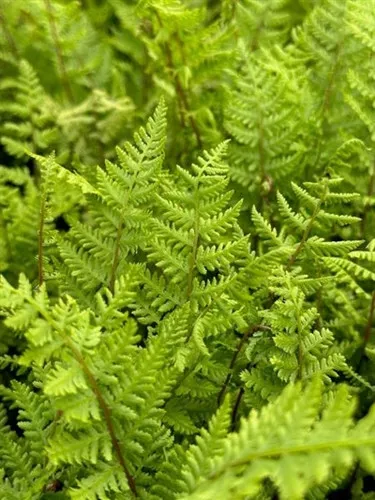 Athyrium filix-femina 'Lady In Red'