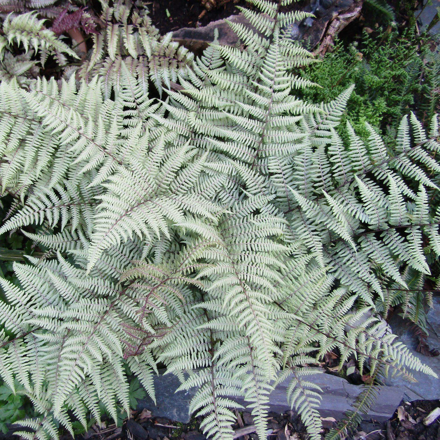 Athyrium 'Ghost'- Ghost Fern