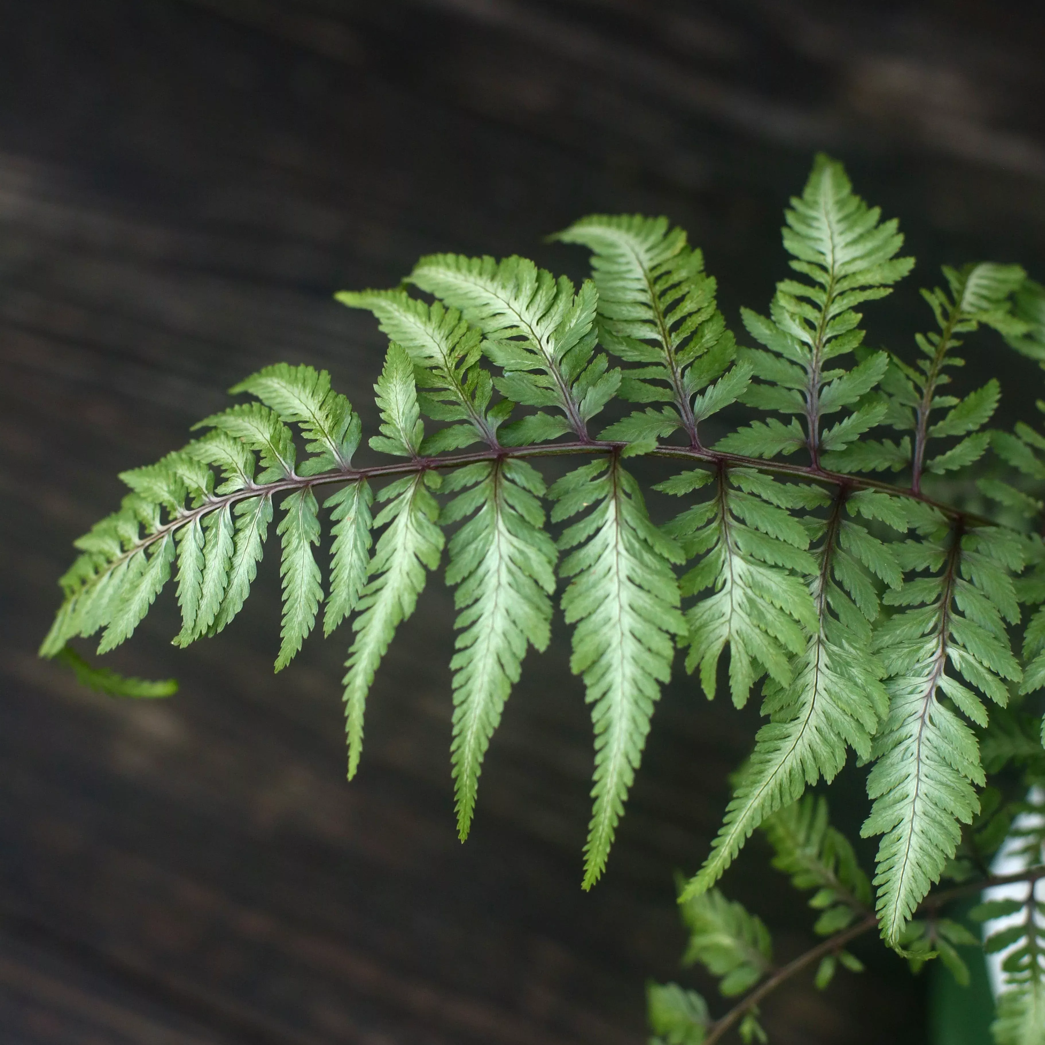 Athyrium niponicum var. pictum- Japanese Painted Fern
