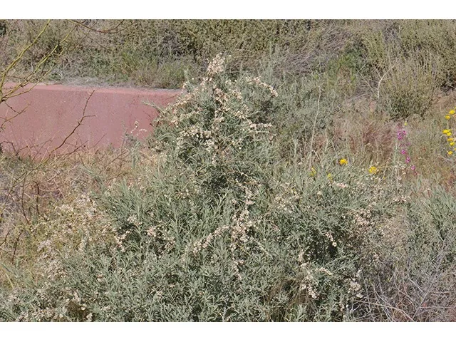 Atriplex Canescens