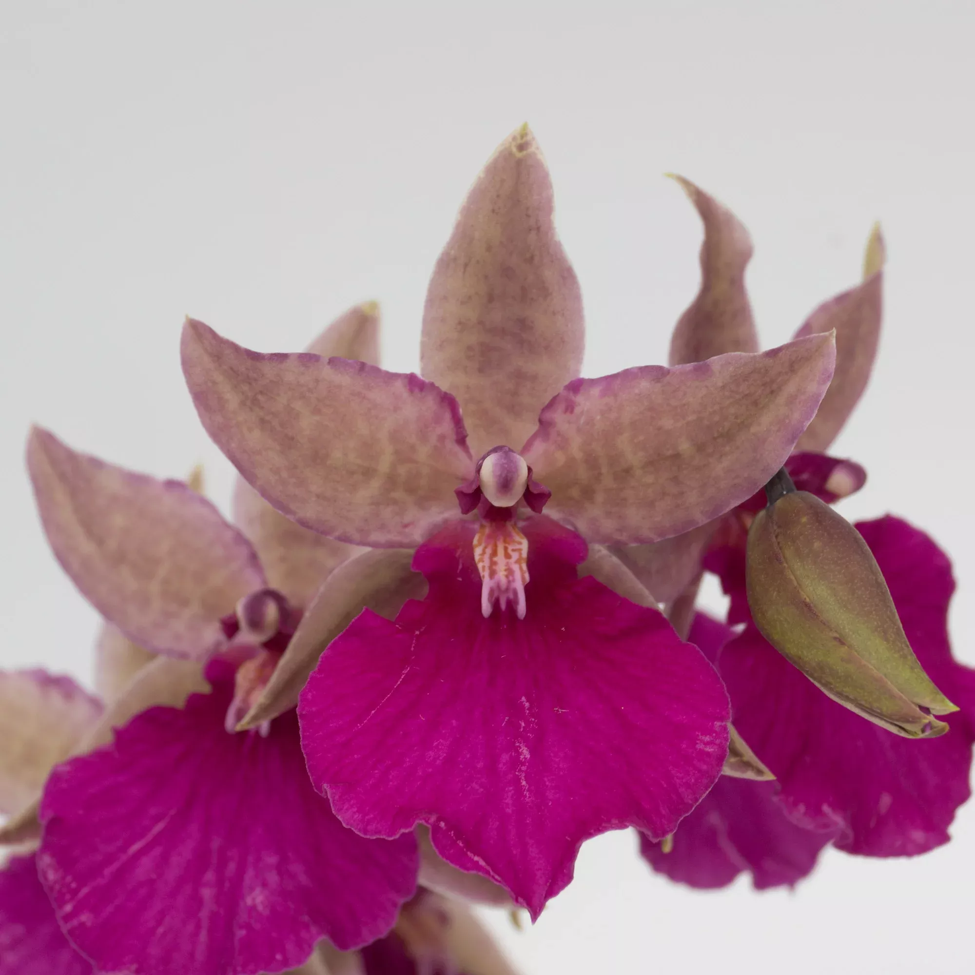August Orchid of the Month - Odnta. Pacific Paranoia 'Other Side Of Cool'