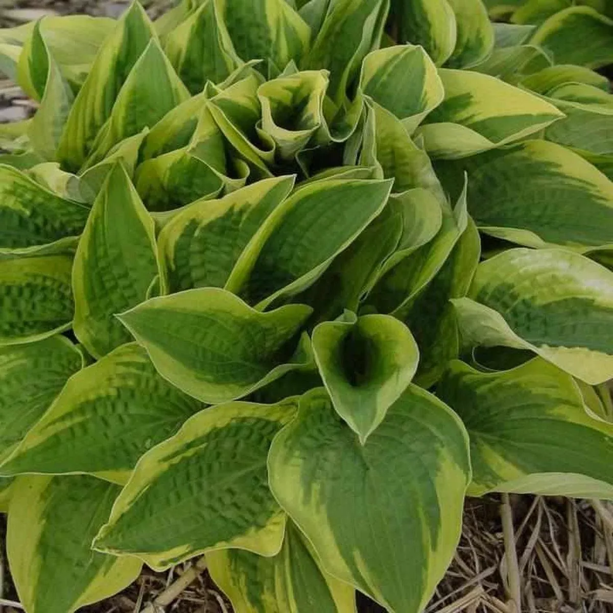 Aureo-marginata Hosta