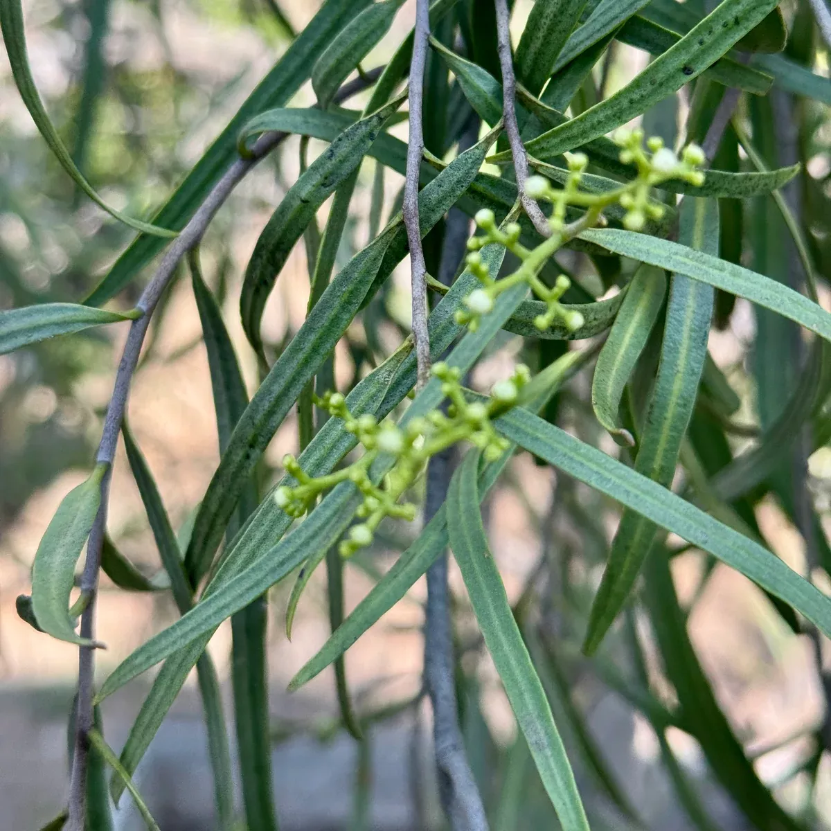 Australian Willow
