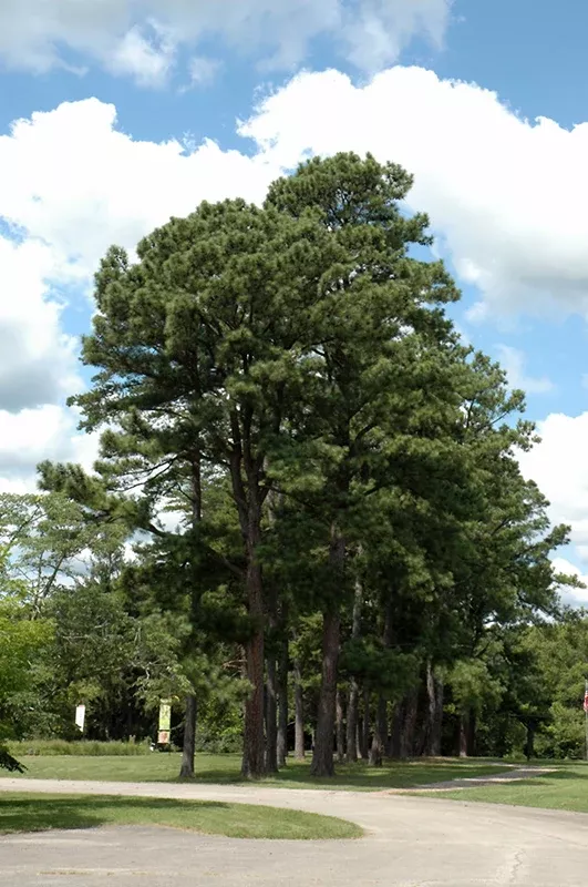 Austrian Pine - Pinus nigra - 3-4 Foot Ball & Burlap Tree