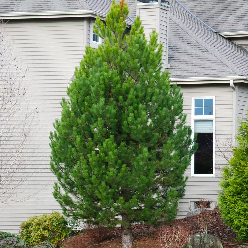 Austrian Pine Tree