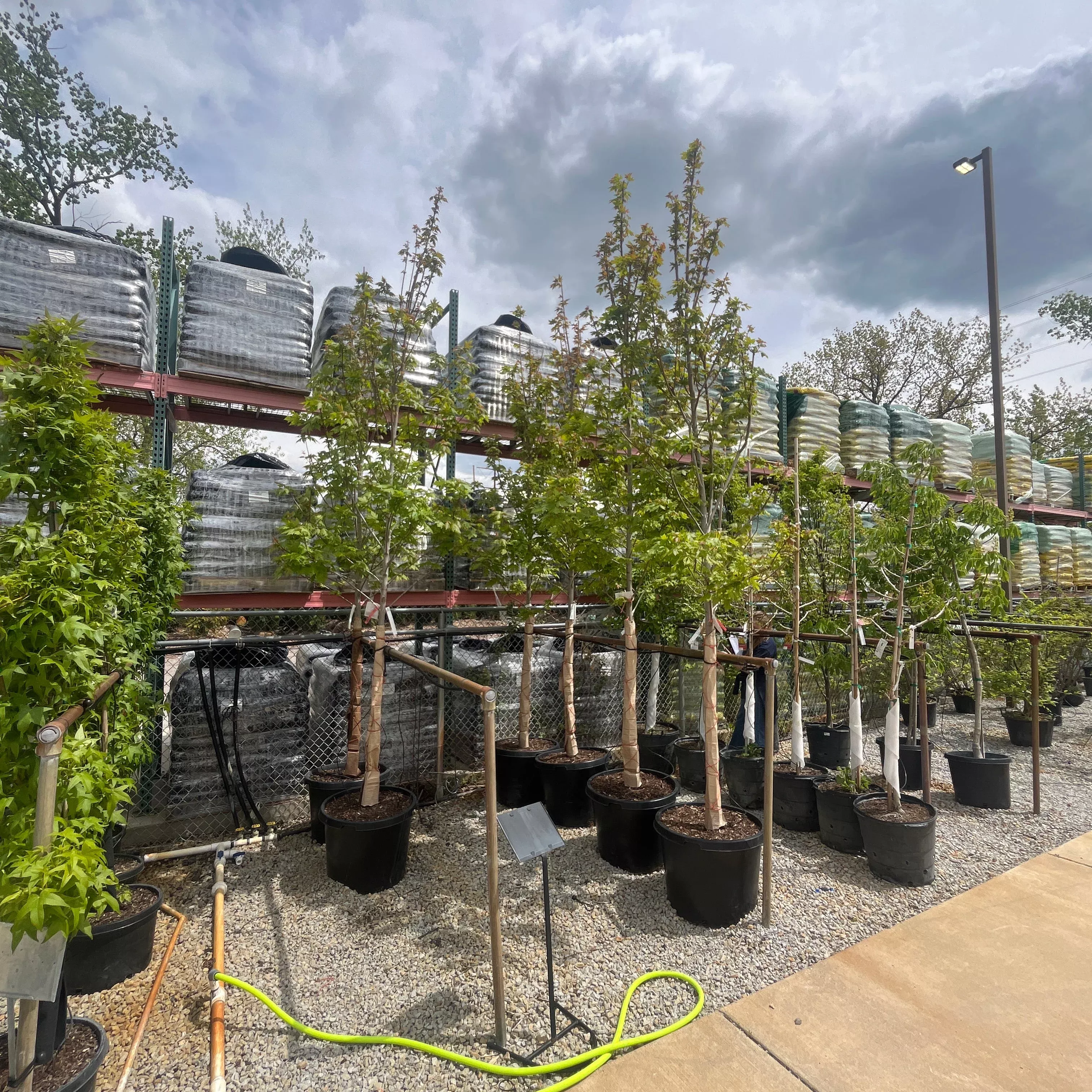 Autumn Blaze Maple - Acer x freemanii 'Jeffersred' - Potted Tree (Multiple Sizes)