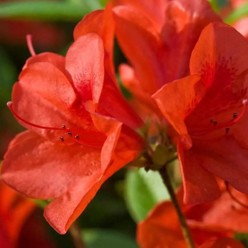 Autumn Bravo Reblooming Azalea