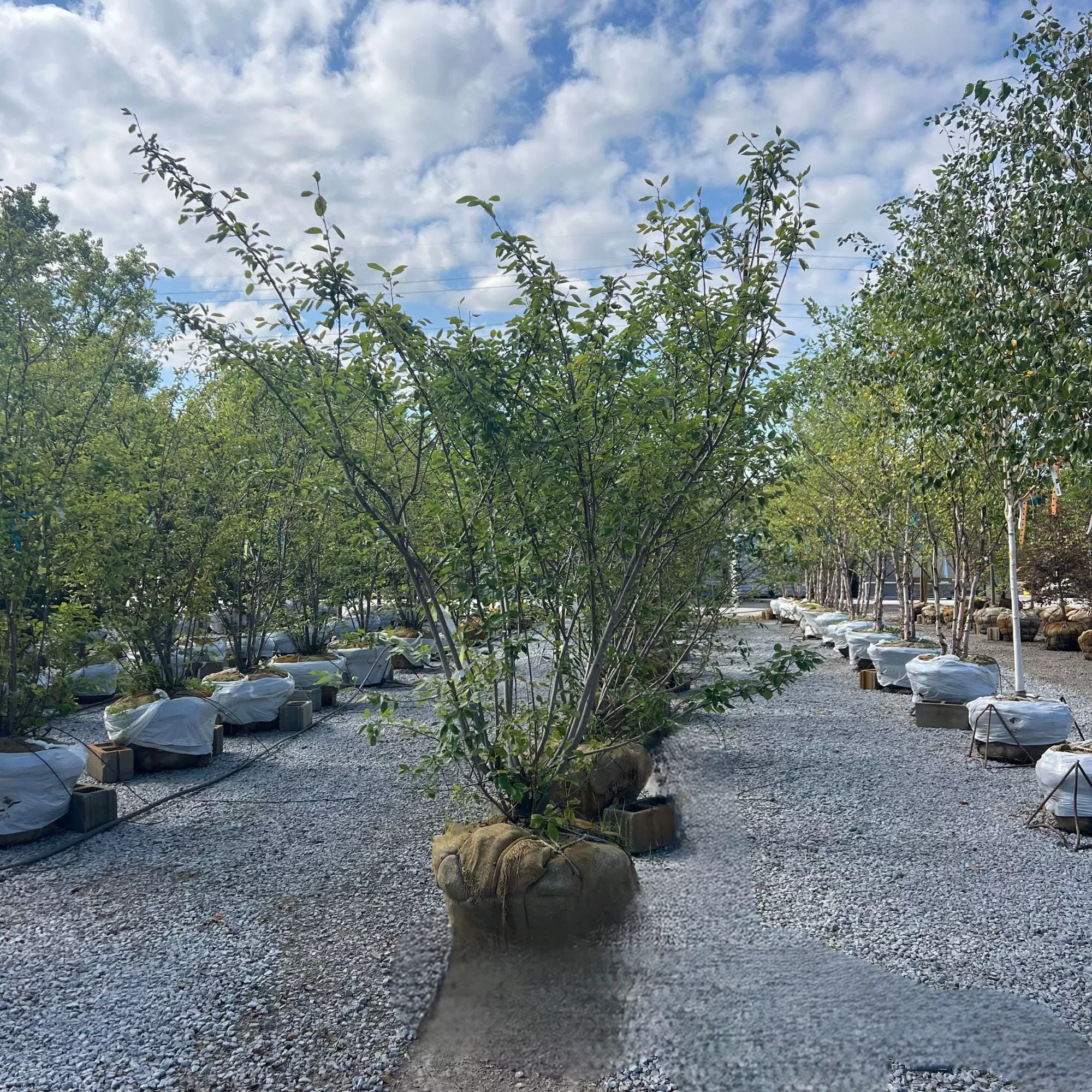 Autumn Brilliance Serviceberry (Clump) - Amelanchier x grandiflora - Ball & Burlap Tree (Multiple Sizes)