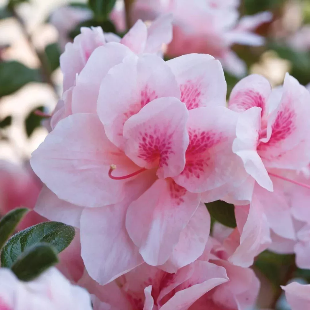 Autumn Chiffon Encore Azalea