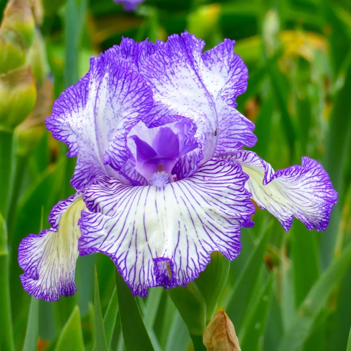 Autumn Circus Reblooming Bearded Iris
