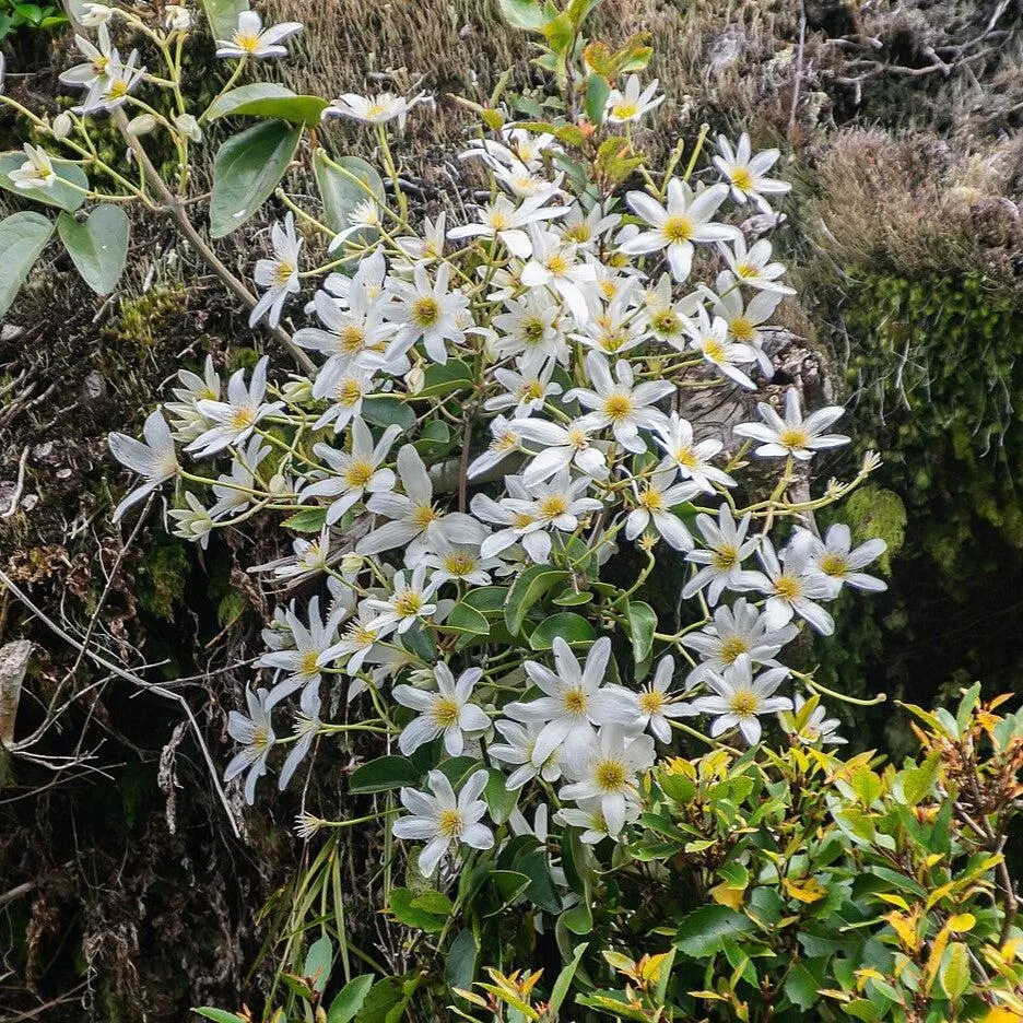 Autumn Clematis