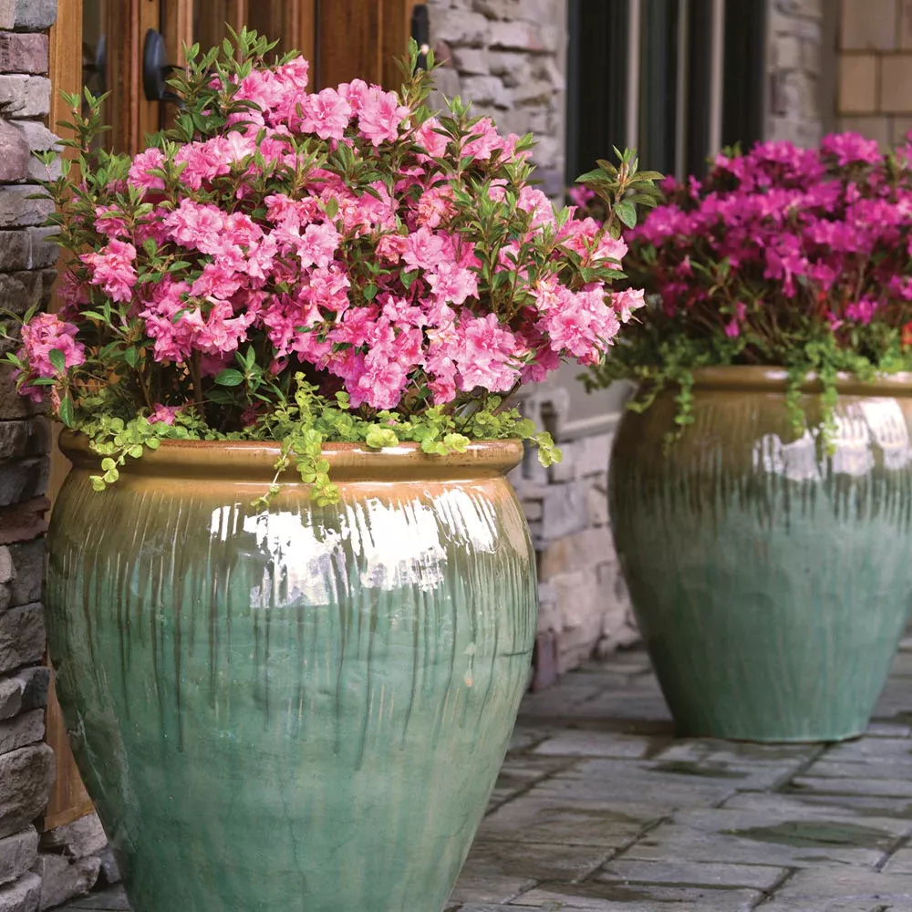 Autumn Debutante Encore Azalea Shrub
