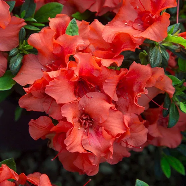 Autumn Embers Encore Azalea Shrub