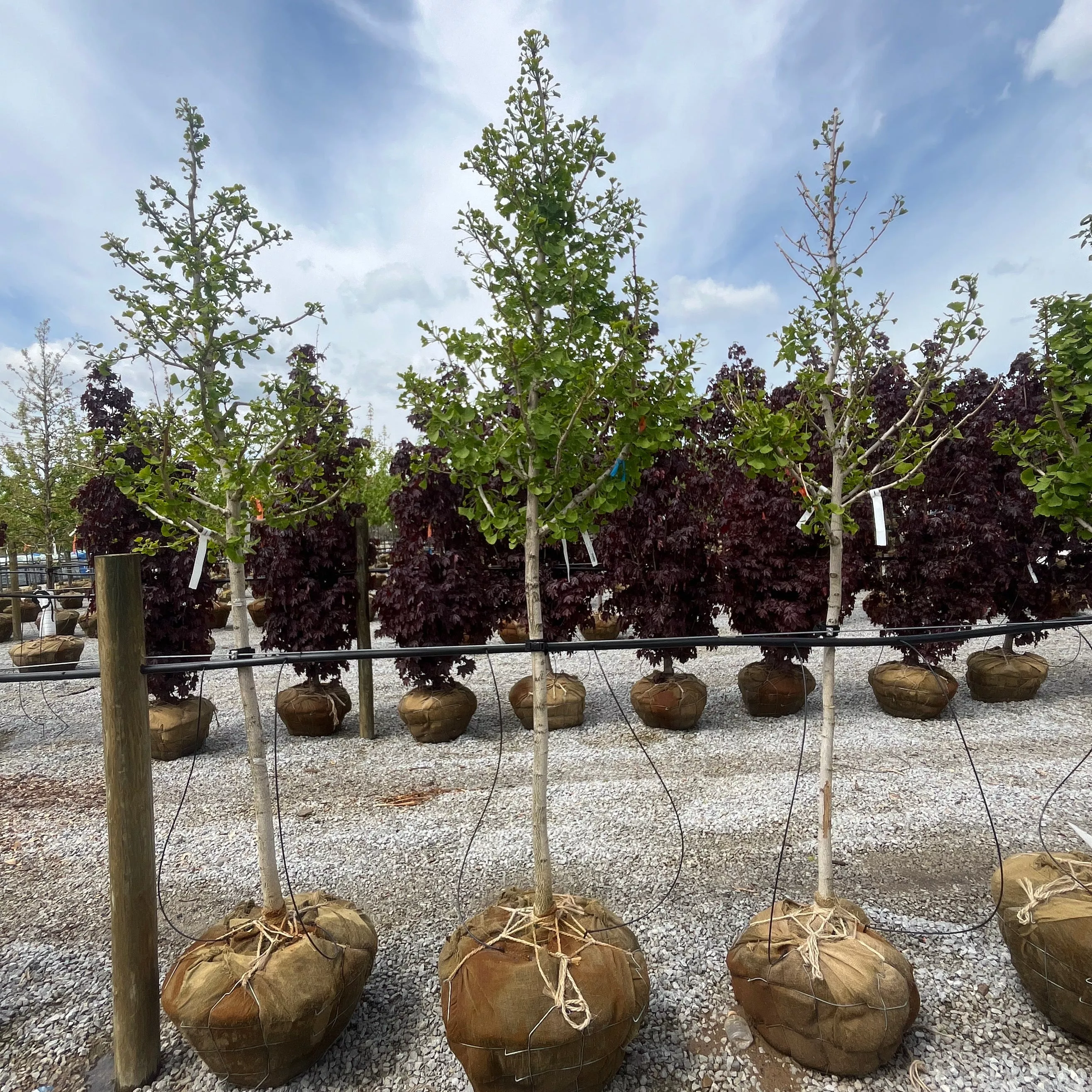 Autumn Gold Ginkgo - Ginkgo biloba - Ball & Burlap Tree (Multiple Sizes)